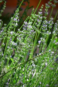 Close-up of plants