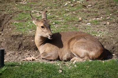 View of deer relaxing on land