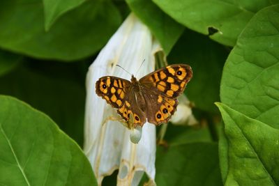 Close-up of butterfly on flower