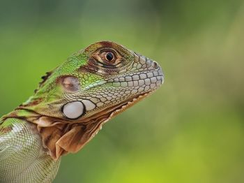 Green red iguana