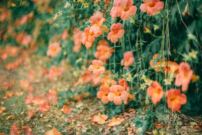 Close-up of orange flowering plants on field