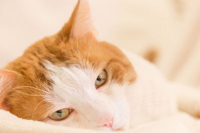 Close-up portrait of cat relaxing