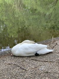 High angle view of white swan in lake