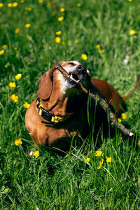 Daschund dog is playing with with wooden stick on the green grass in the park.