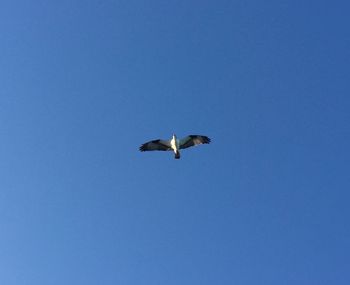 Low angle view of birds flying against clear blue sky