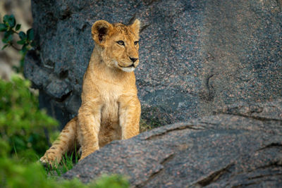 Lion cub sitting on rock looking right