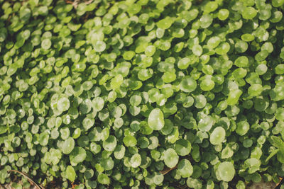 Full frame shot of fresh green leaves