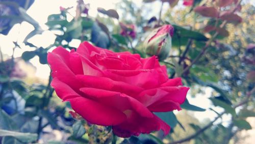 Close-up of red rose