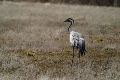 High angle view of gray heron on field