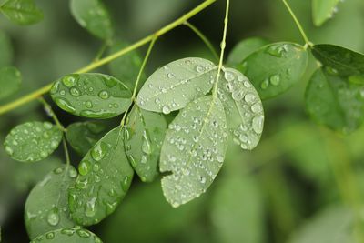 Close-up of raindrops on leaves