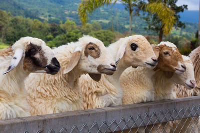 Close-up of sheep on farm