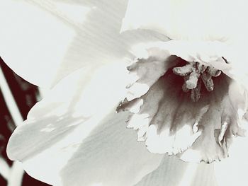 High angle view of white flowering plant