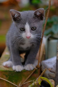 Close-up portrait of a cat