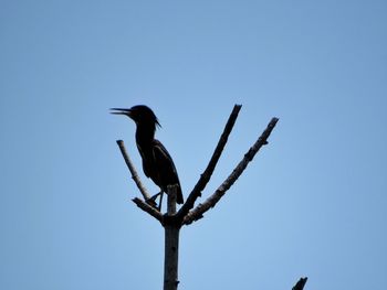 Large crane bird on top of tree with blue sky background 