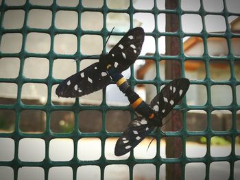 Close-up of butterfly on metal