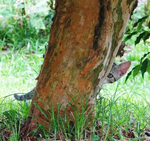 Close-up of squirrel on tree trunk