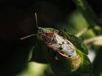 Close-up of insect