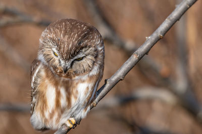 Close-up of bird perching on branch