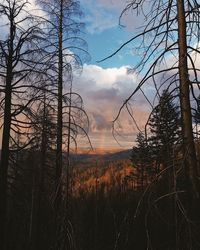 Bare trees in forest against sky