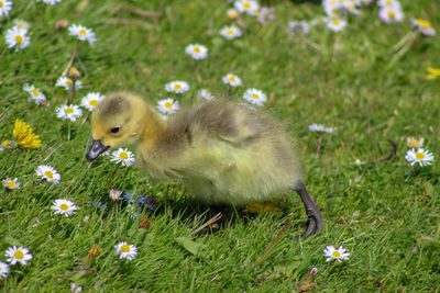Canada goose goslings  in a field of daisies 