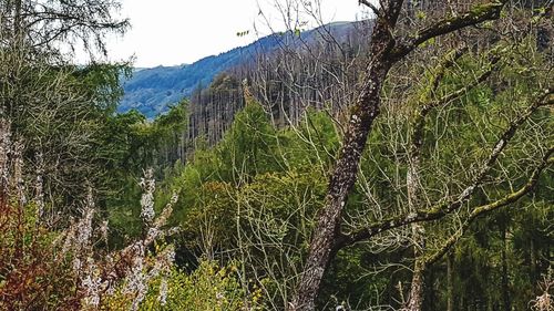 Trees growing in forest against sky