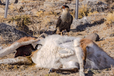 A caracara raptor stands scavenging on a dead guanaco, pampa of argentina, patagonia, south america