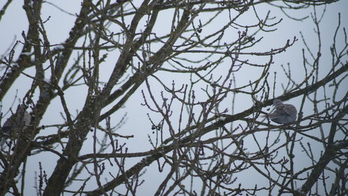 Low angle view of bird perching on bare tree during winter