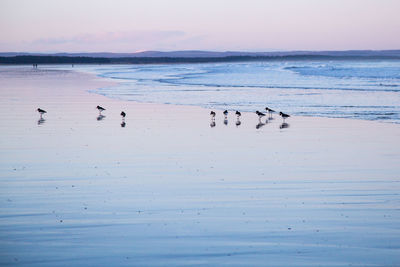 Flock of birds on beach