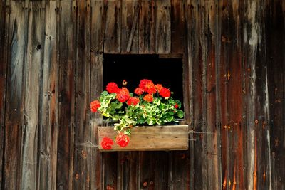 Close-up of potted plant against wooden wall