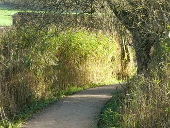 Road amidst trees