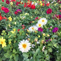 High angle view of white flowering plants