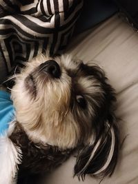 High angle view of dog relaxing at home