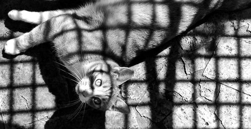 Portrait of cat on shadow