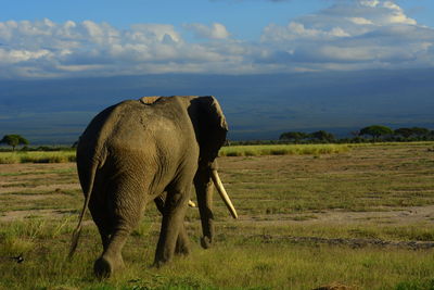 Elephants on field against sky