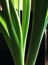 Close-up of succulent plant