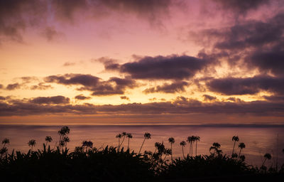 Lilies of the nile flower silhouette against golden and purple sunrise sky reflected in ocean