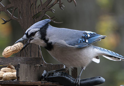 Close-up of bird perching on wood