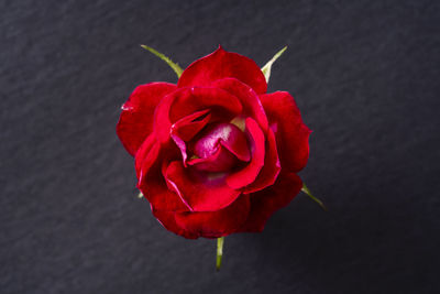 Close-up of red rose against black background