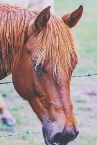 Close-up of horse in ranch