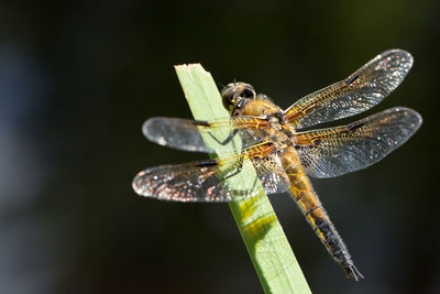 Close-up of grasshopper