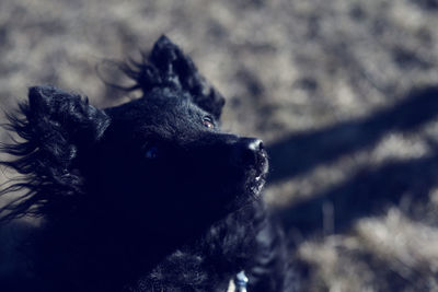 Close-up of black dog