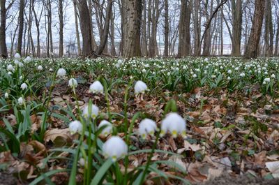 View of crocus flowers