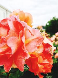 Close-up of red rose blooming outdoors