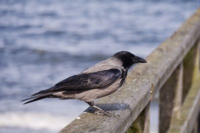 Close-up of bird perching on wood