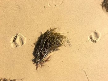 Footprint on beach