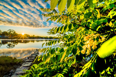 Close-up of plants against sky during sunset