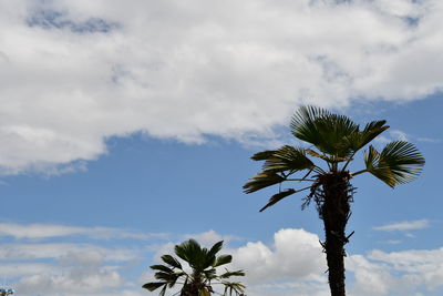 Low angle view of coconut palm tree against sky