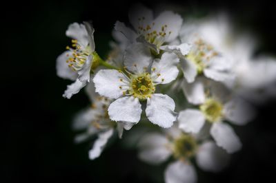 Close-up of white cherry blossom