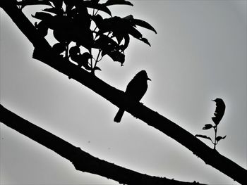 Low angle view of silhouette bird perching on branch against clear sky