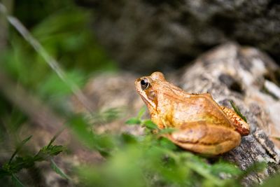 Close-up of a frog on rock